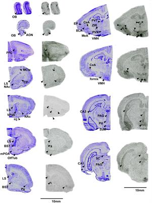 Characterization of oxytocin and vasopressin receptors in the Southern giant pouched rat and comparison to other rodents